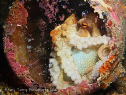 An octopi found in a bottle. Shot in Lembeh, Indonesia in... by Stacy Tseng 